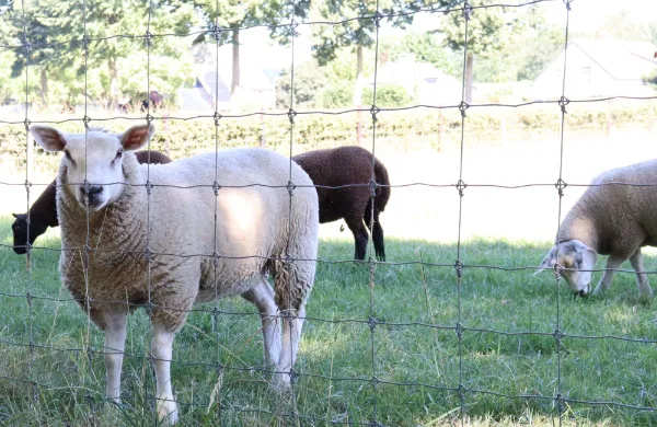 Tornado Titan T10/120/15 - 100M 