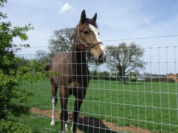 Tornado Torus R13/120/5 - 50m