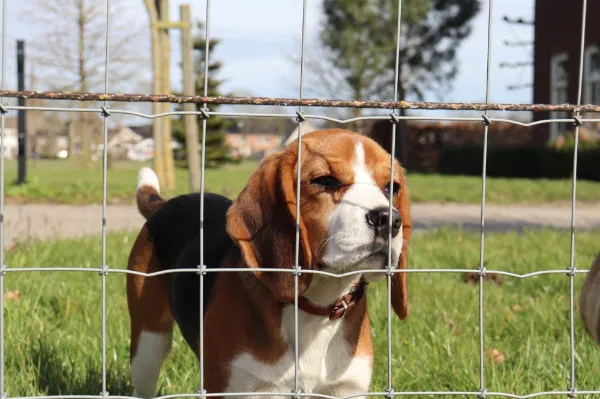 Tornado Torus R13/120/5 - 50m